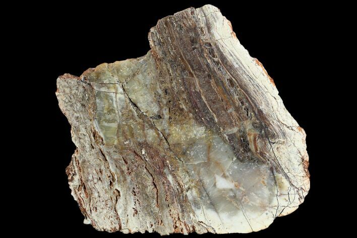 Rare North Pole Dome Stromatolite Slice - Billion Years #130668